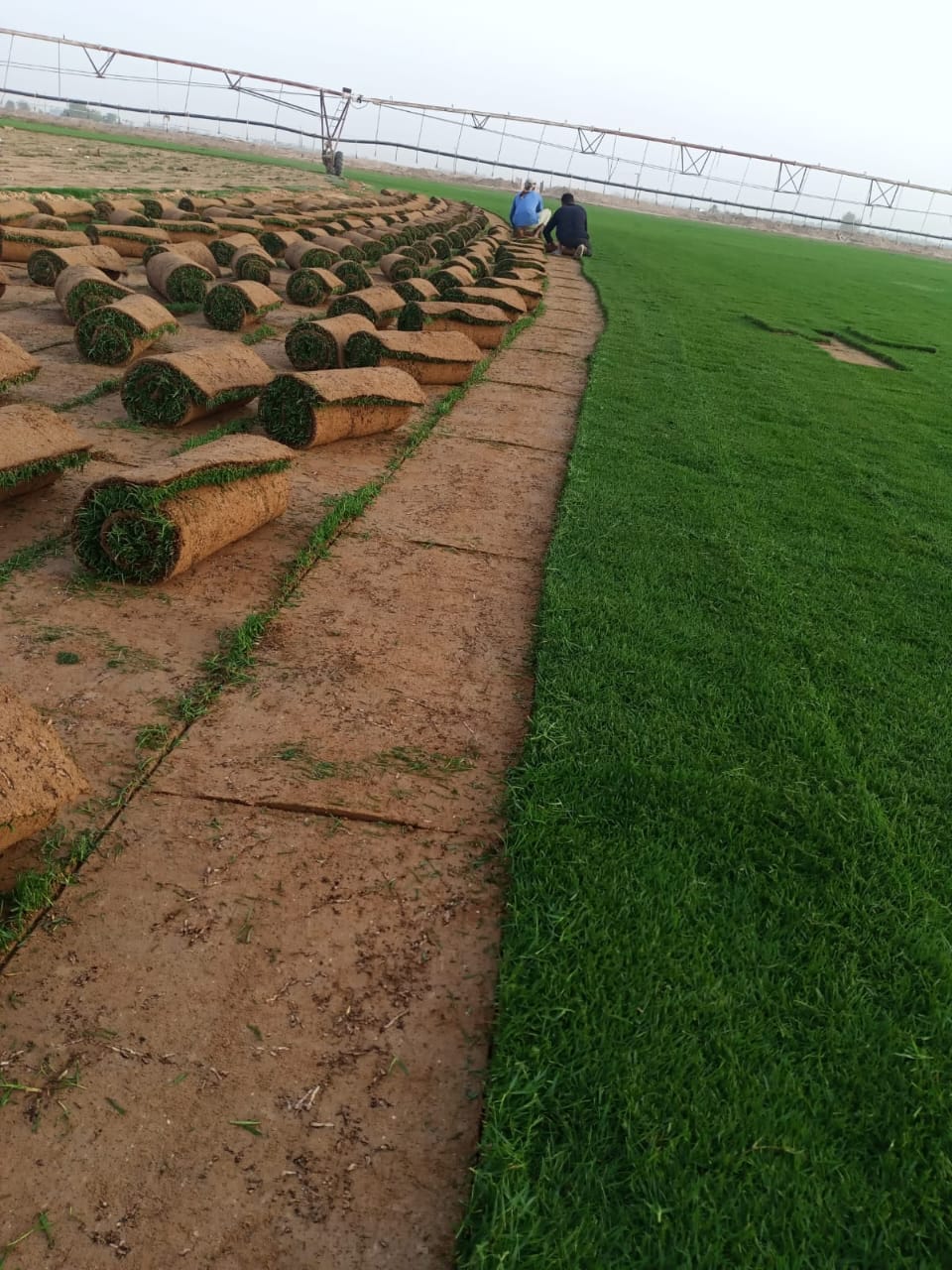 مزرعة الثيل الطبيعي ولفات الثيل